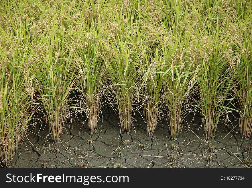 Rice growing in cracked earth