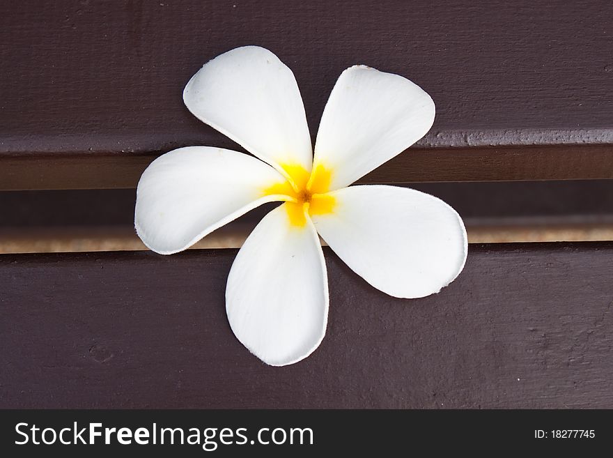 White frangipani flower on a bench. White frangipani flower on a bench