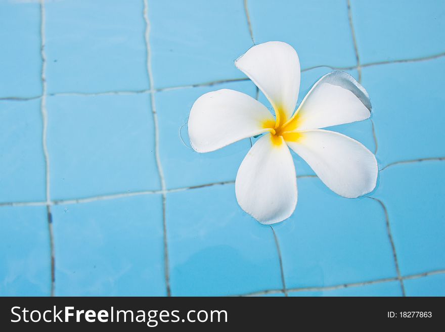 White frangipani in swimming pool