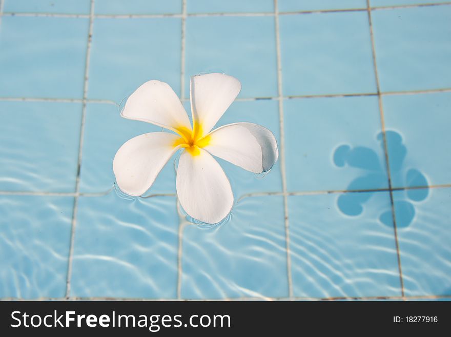 White frangipani in a swimming pool