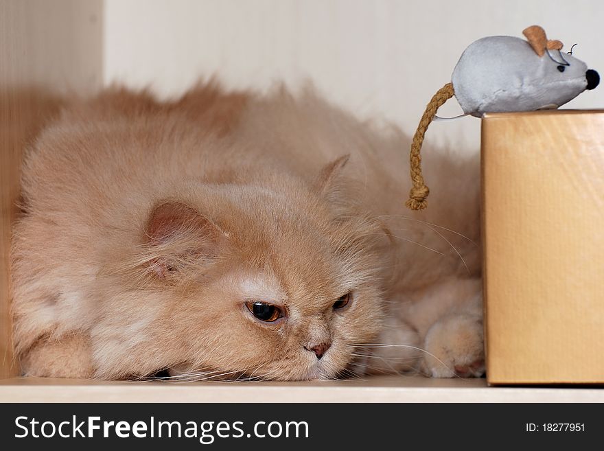 Isolated cat with toy mouse