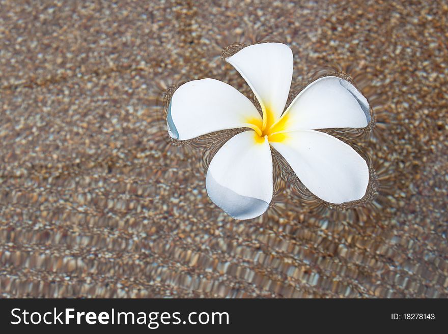 White frangipani in the water