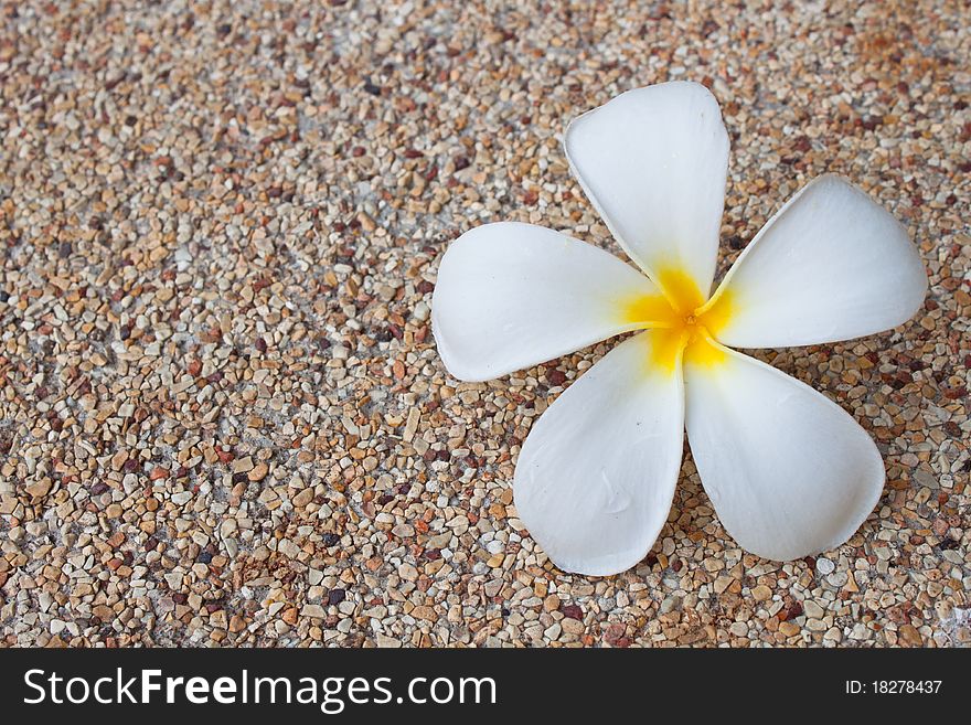 White frangipani on the floor