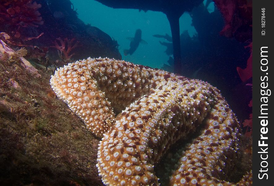 Underwater closeup of starfish with fish silhouetted in background