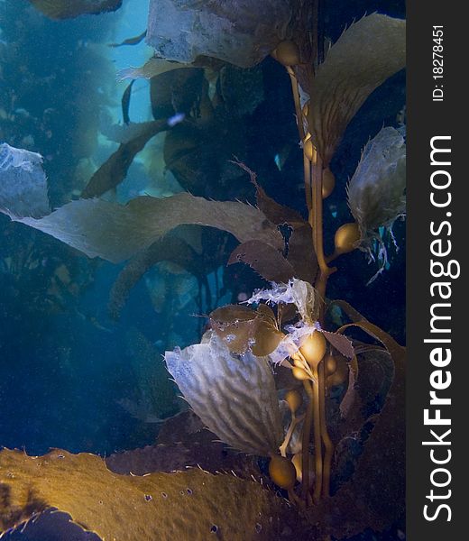 Shadowy underwater shot of kelp against blue background