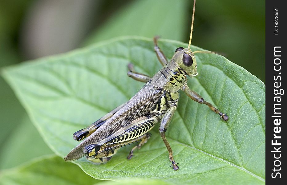 Grasshopper resting on a Dogwood leaf