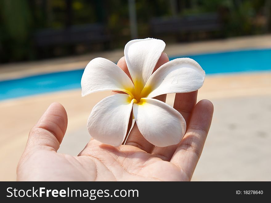 White frangipani in a hand