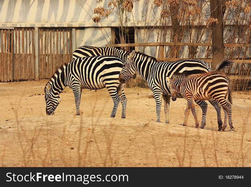 Several zebras are eating grass