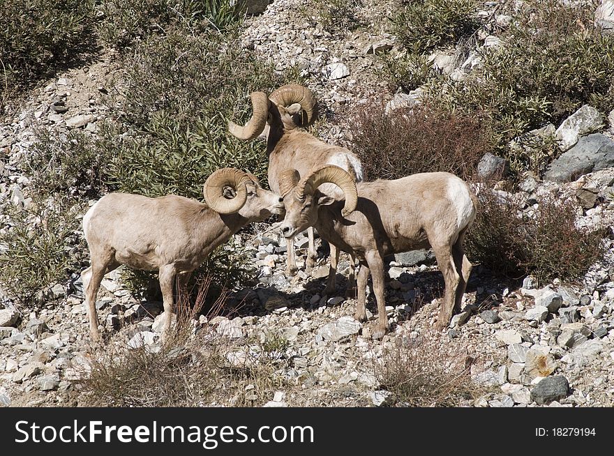 Big horn sheep in southern california in the mountains