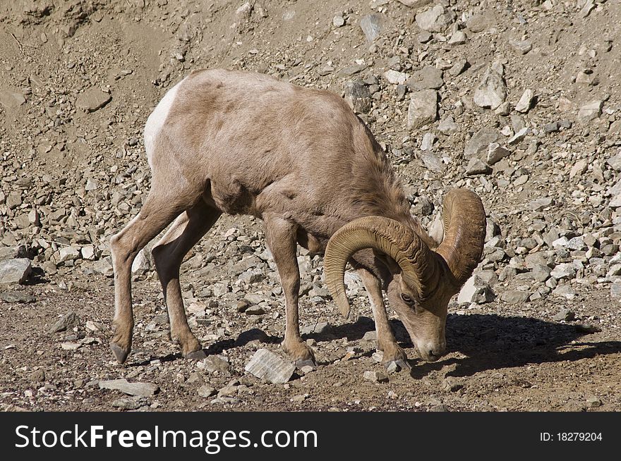 Big horn sheep in southern california in the mountains