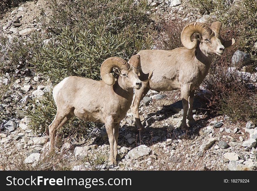 Big horn sheep in southern california in the mountains