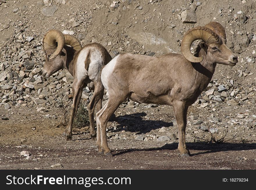 Big horn sheep in southern california in the mountains