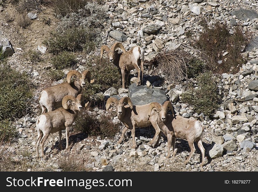 Big horn sheep in southern california in the mountains