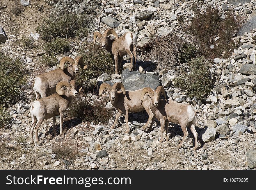 Big horn sheep in southern california in the mountains