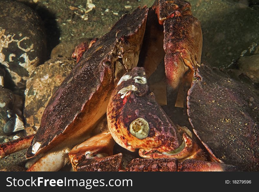 Two red rock crabs battling over territory. Two red rock crabs battling over territory.