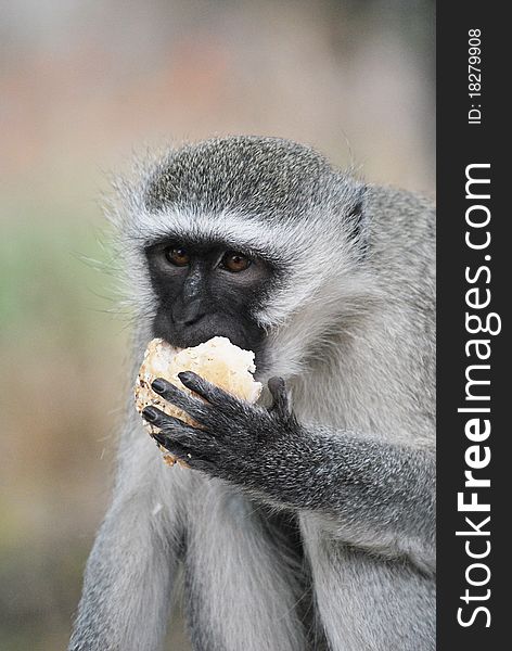 Vervet Monkey eating a bun, South Africa