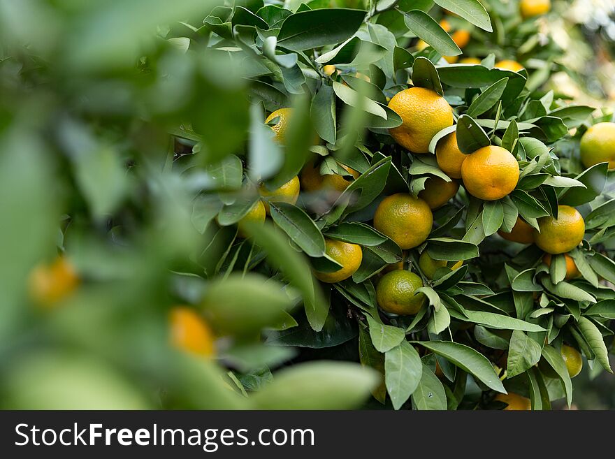 Dwarf tangerine tree dotted with ripe fruit, autumn day. Dwarf tangerine tree dotted with ripe fruit, autumn day