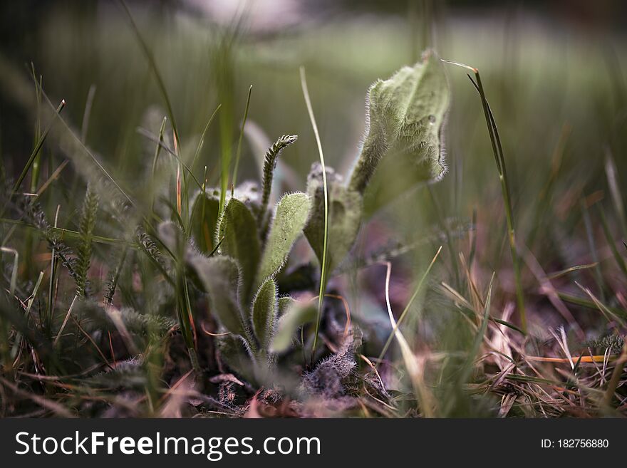 Plants on a city lawn.