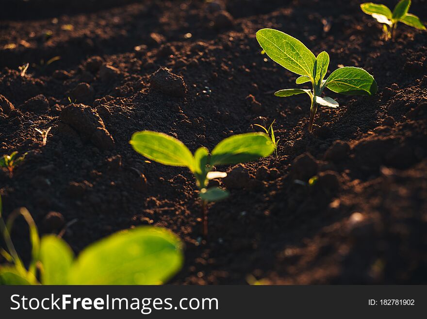 Small seedlings grow in the newly cultivated soil