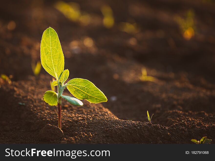 Small Seedlings Grow In The Newly Cultivated Soil