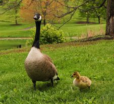 Canadian Goose With Gosling Stock Photo