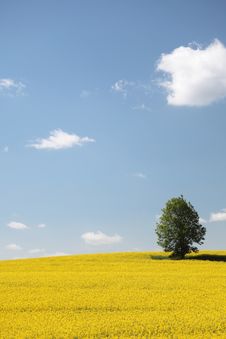 Yellow Field Rape In Bloom With Blue Sky Stock Photo Yellow Field Rape In Bloom With Blue Sky Stock Photo