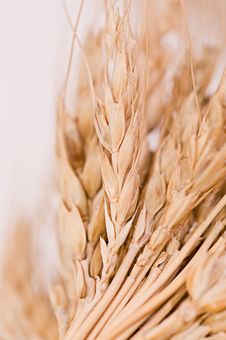 Closeup Of Corn In The Ear Stock Image Closeup Of Corn In The Ear Stock Image