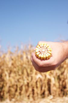 Corn In Front Of Field Royalty Free Stock Images Corn In Front Of Field Royalty Free Stock Images
