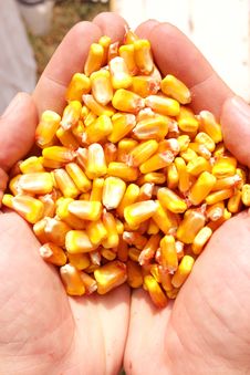 Fresh Corn In Hand Royalty Free Stock Photos Fresh Corn In Hand Royalty Free Stock Photos