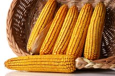 Corn In The Basket Royalty Free Stock Image Corn In The Basket Royalty Free Stock Image