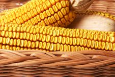 Corn In The Basket Royalty Free Stock Photography Corn In The Basket Royalty Free Stock Photography