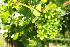 Colorful Immature Grapes Royalty Free Stock Images Colorful Immature Grapes Royalty Free Stock Images
