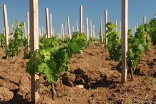Vineyard In Close-ups Stock Images Vineyard In Close-ups Stock Images