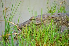 Sri Lankan Crocodile Resting On Bank Stock Images