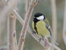 Great Tit (Parus Major) Royalty Free Stock Images