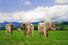 Highland Cattle Royalty Free Stock Photo