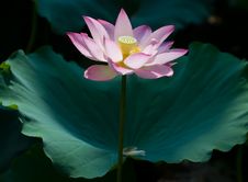 Pink Lotus Royalty Free Stock Photo Pink Lotus Royalty Free Stock Photo