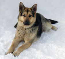 The Dog Of Breed A German Shepherd On Snow Royalty Free Stock Photography The Dog Of Breed A German Shepherd On Snow Royalty Free Stock Photography