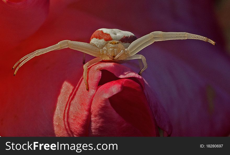 During the Summer, a Crab Spider staunchly defends his rose from all intruders. During the Summer, a Crab Spider staunchly defends his rose from all intruders.