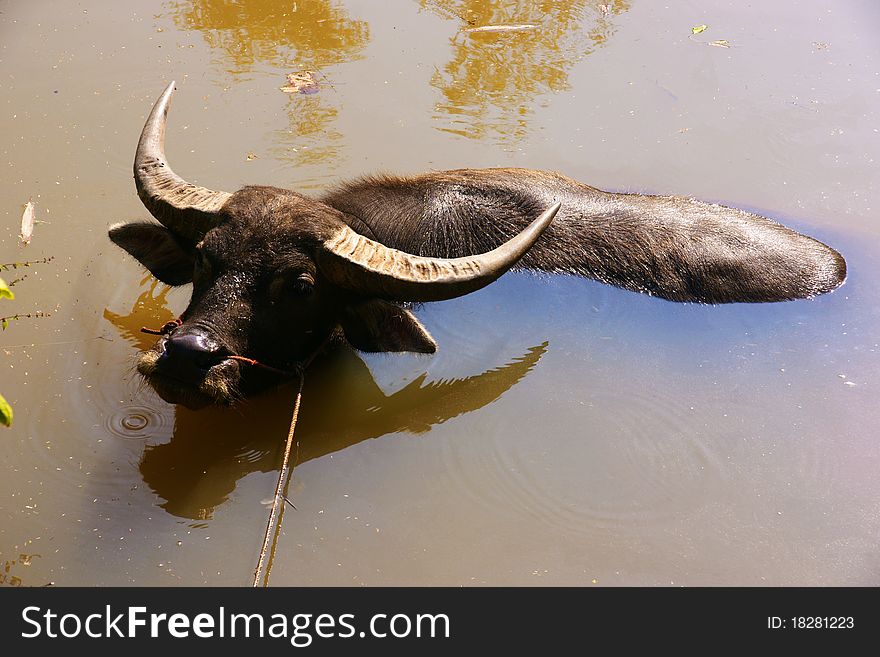 Water buffalo swimming in water