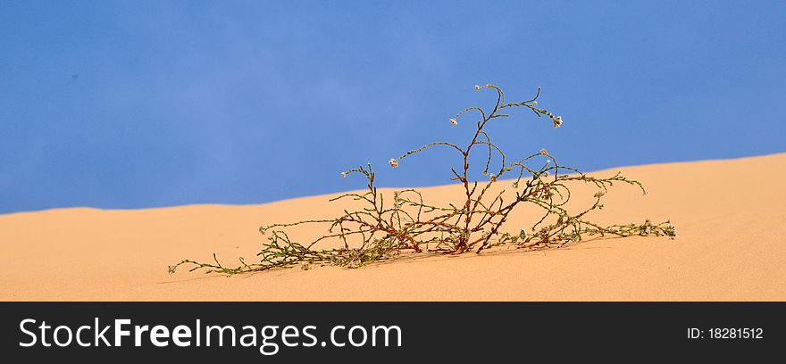 This picture was taken in the white sand dunes near the village of Mui Ne in Vietnam in 2011. This picture was taken in the white sand dunes near the village of Mui Ne in Vietnam in 2011