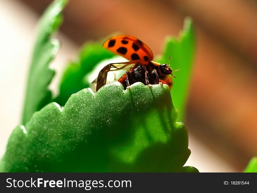 Ladybug ready to fly on green leaf, great contrast of colors, green and red