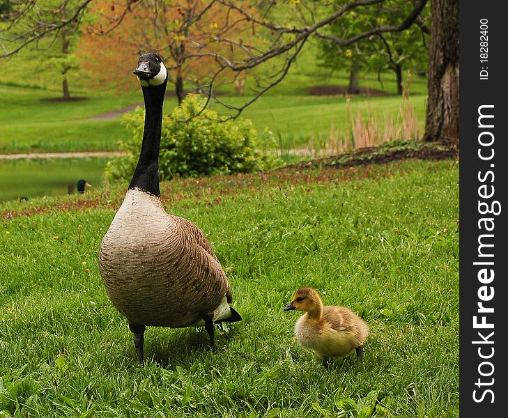Canadian Goose with Gosling
