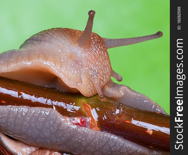 Portrait of snail in the wild