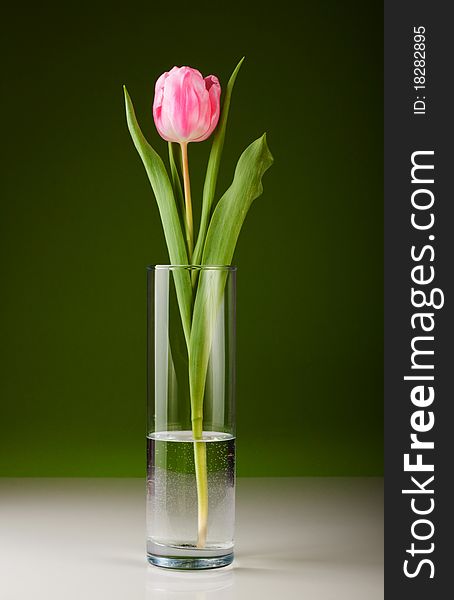 Beautiful fresh pink tulip for your design