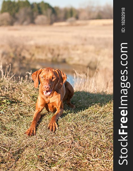 A Vizsla dog crouches on the grass in a field in autumn. A Vizsla dog crouches on the grass in a field in autumn.