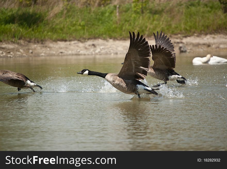 Three Canada Geese (Branta canadensis) take off from the waters of a suburban pond. Three Canada Geese (Branta canadensis) take off from the waters of a suburban pond.
