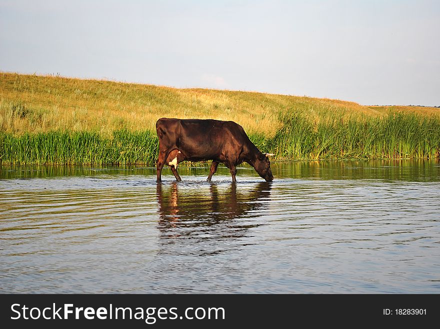 Largely-horned livestock on a watering place. Largely-horned livestock on a watering place