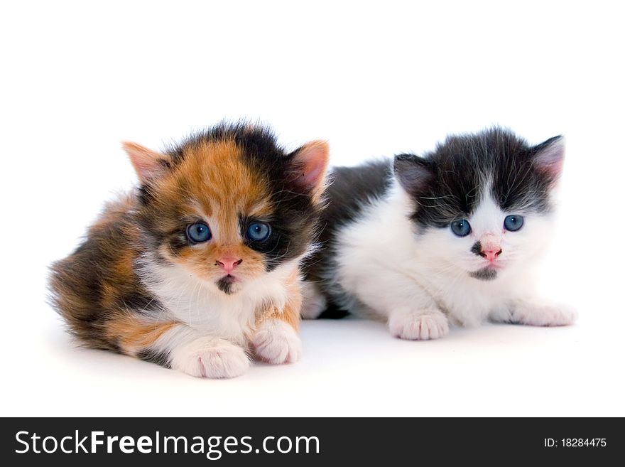 Little kittens isolated on a white background