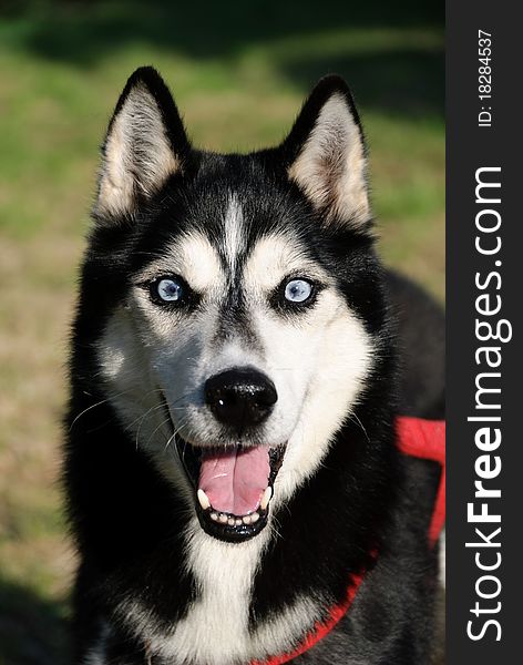 Close up of a puppy Husky with eyes of ice. Close up of a puppy Husky with eyes of ice